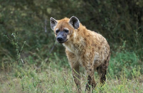 Spotted Hyena (crocuta crocuta), Adult standing on Grass, Masai Mara Park in Kenya