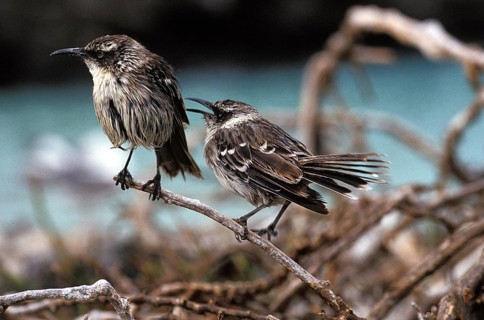 Galapagos Mockingbird (nesomimus parvulus), Galapagos islands