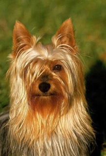 Silky Terrier, portrait of an Adult