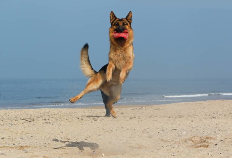 German shepherd dog, male catching Frisbee, beach in Normandy