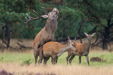 Red deer (Cervus elaphus) couple, copulating, Hooge Veluve National Park, Netherlands
