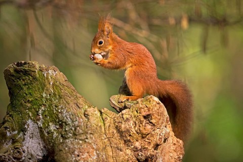 RED SQUIRREL (sciurus vulgaris), ADULT EATING HAZELNUT, NORMANDY IN FRANCE