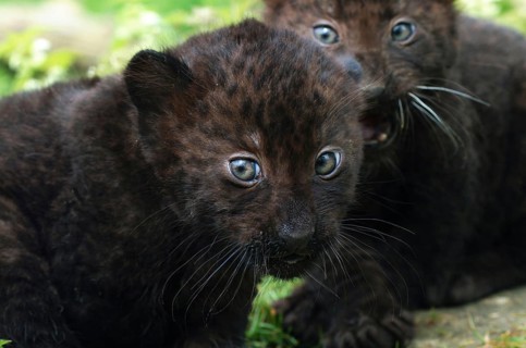 Black Panther (panthera pardus), Cub