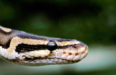 ROYAL PYTHON (python regius), CLOSE-UP OF HEAD