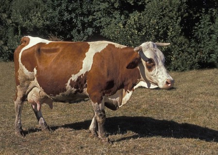 Montbeliarde domestic cattle, a French breed