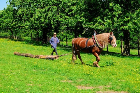 Black Forest chestnut, coldblood, coldblood horse, draft horse, wooden back, traditional equipment,