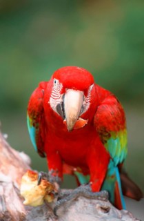 Green-winged Macaw (Ara chloroptera), eating apple