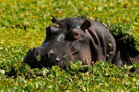Hippopotamus (hippopotamus amphibius), Adult standing in Swamp full of Water Lettuce, Masai Mara