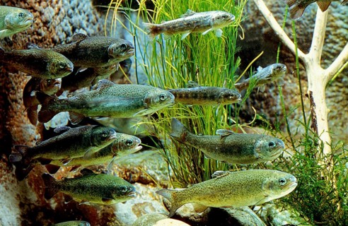 Brown Trout (salmo trutta fario), Group of Juveniles