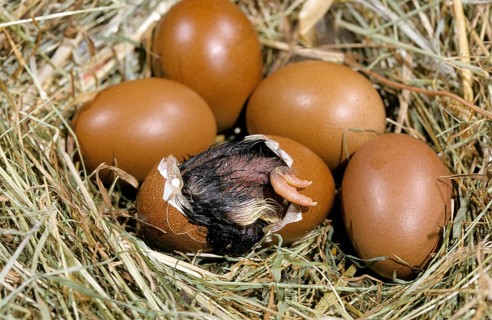 Nest with eggs, domestic chicken, chicks hatch from egg