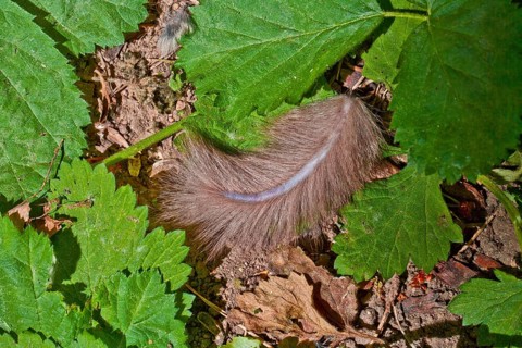 Edible Dormouse (Glis glis), thrown off tail, Lower Saxony, Germany, Europe