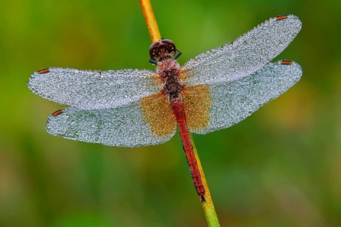 Spotted Darter Dragonfly (Sympetrum flaveolum) , Dew, Goldenstedter Moor, Lower Saxony, Germany,