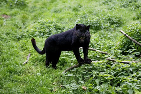 Black Panther (panthera pardus), Adult snarling in Defensive Posture