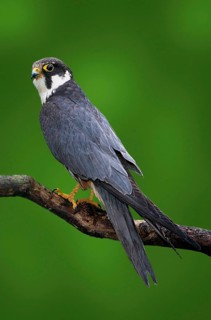 Hobby (Falco subbuteo), Baumfalke, [Europa, europe, Vogel, Voegel, birds, Greifvoegel, birds of