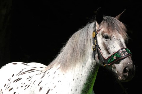 Noriker coldblood, mare, coldblood horse, tiger piebald, traditional halter
