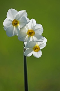 Daffodil (Narcissus)