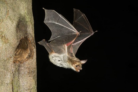 Greater Mouse-eared Bat (Myotis myotis), flying out of tree hole, Germany, Europe
