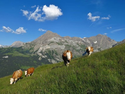 Grazing cows and mountains in the Swiss Alps