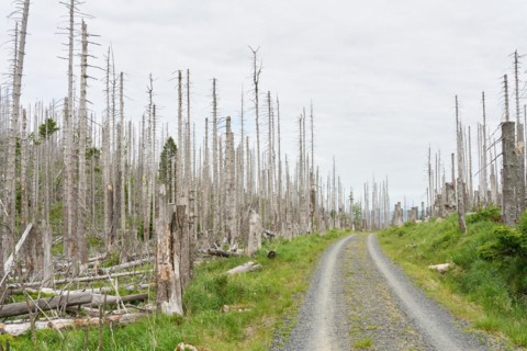 Dead spruce trees on a hiking trail from Ilsenburg to the summit of the Brocken in the Harz
