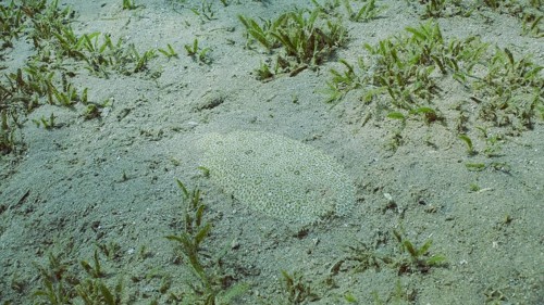 Flatfish is covered with sand on sandy bottom in bright sunny day in sunshine. Close-up of Leopard