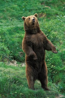 Brown Bear (ursus arctos), Adult standing on Hind Legs