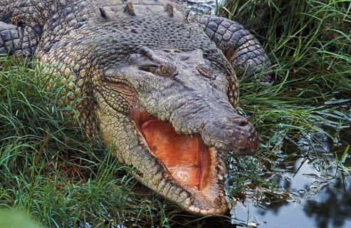 Australian Saltwater Crocodile (crocodylus porosus) or Estuarine Crocodile, Adult with Open Mouth