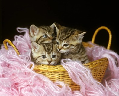 European Brown Tabby Domestic Cat, Kitten standing in Whool