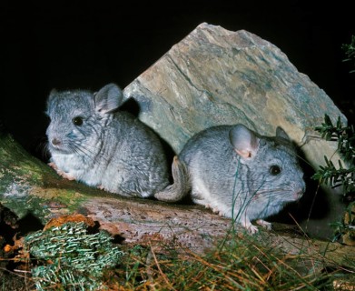Chinchilla, chinchilla laniger, Adults