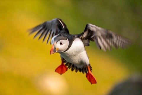 Puffin (Fratercula arctica) in flight, Bird Island Runde, Norway, Europe