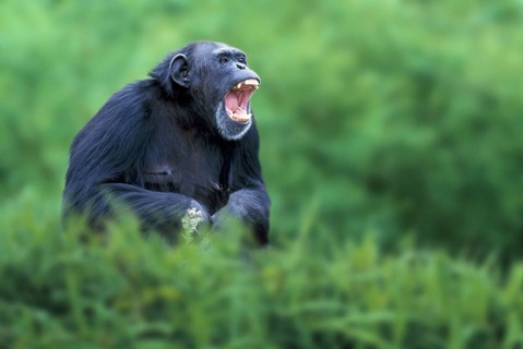 Chimpanzee (Pan troglodytes), calling, Schimpanse, rufend, Afrika, africa, animals, aussen,