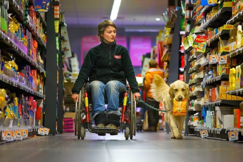Wheelchair user and Golden Retriever, disabled companion dog, assistance dog, Belgium, Europe