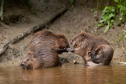 European beavers (Castor fiber), Rosenheim, Bavaria, Germany, Europe