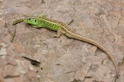 Sand lizard (Lacerta agilis) male, Rhineland-Palatinate, Germany, Europe
