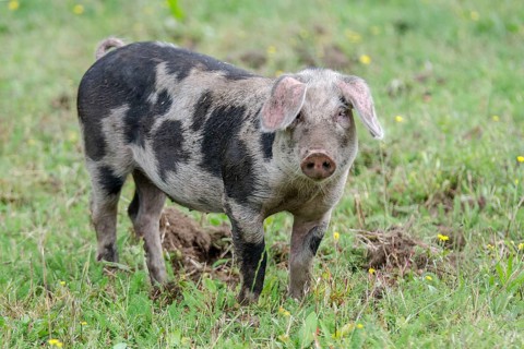 Variegated Bentheimer pig