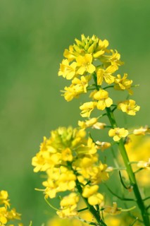 Yellow rocketcress (Barbarea vulgaris), Germany, Europe