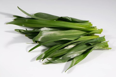 Colchium autumnale