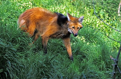 Maned Wolf (chrysocyon brachyurus), Adult on Grass