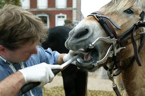 Horse dentist with a Norwegian Fjord horse