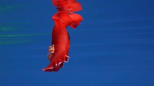 Red Sea Slug swims in blue sea reflected in water surface in sunrays. Spanish Dancer (Hexabranchus