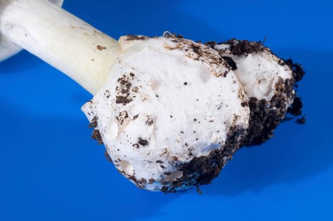 Amanita phalloides (Amanita phalloides), tuber leaf fungus