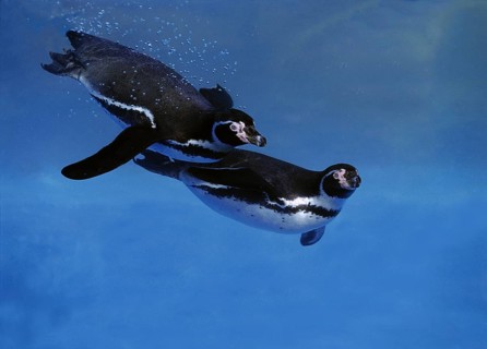 Humboldt Penguin (spheniscus humboldti), Adults swimming under water