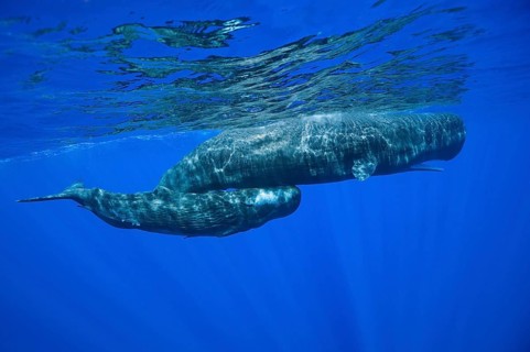 Sperm whales (Physeter macrocephalus), female with juvenile, Lesser Antilles, Leeward Islands,