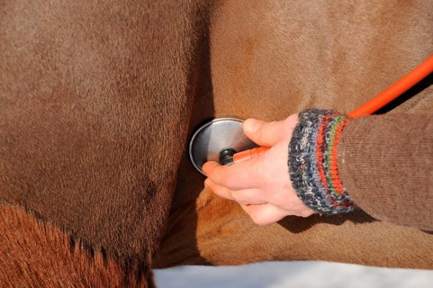 Domestic horse, auscultate heart, vet