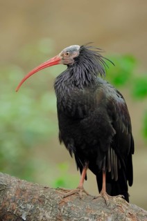 Northern bald ibis (Geronticus eremita)
