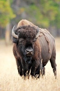 American Bison (Bison bison), bull, Yellowstone national park, Wyoming, USA, North America