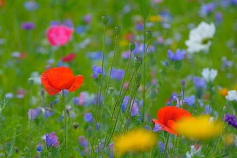 Corn poppy in meadow, flower mix, wild flowers