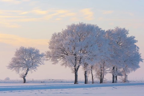 Oaks (Quercus) with hoarfrost, Lower Saxony, Germany, Europe