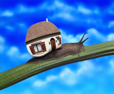 Snail carrying House on its Back