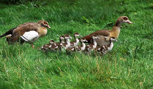 Egyptian Goose (alopochen aegyptiacus), Male with Female and Goslings