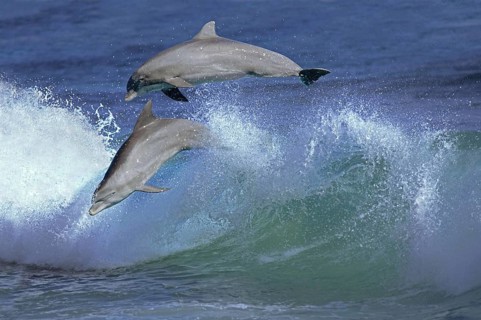 Bottlenose Dolphin (tursiops truncatus), Pair Leaping in Waves, Honduras, Central America